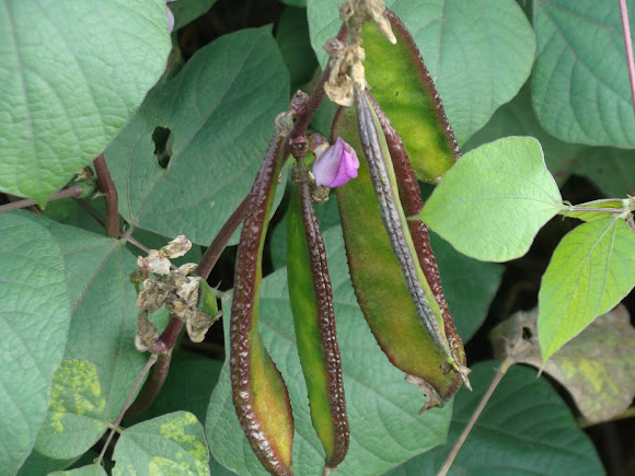 Spotting Image 1