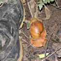Snail