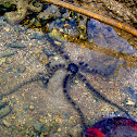 Brittle stars / Bintang Mengular