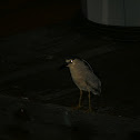 Black-crowned night heron