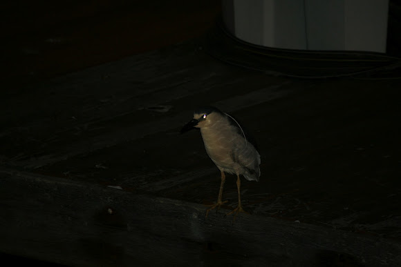 Spotting Image 1