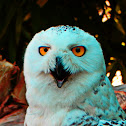 Snowy Owl