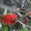 Brown Honeyeater