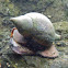 True Tulip Snail