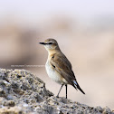 Isabelline Wheatear
