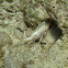 Longspine Squirrelfish