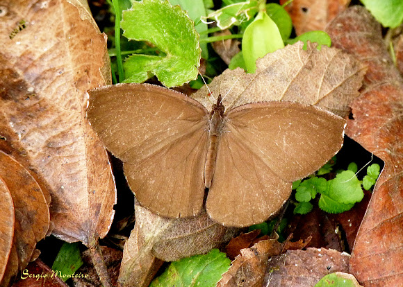 Spotting Image 1