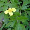 Swamp Buttercup