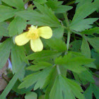Swamp Buttercup