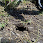 Something emerges from the ground (RES baby)