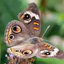 Common Buckeye
