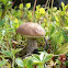 Brown Birch Bolete