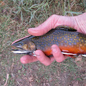 Brook Trout
