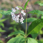 Fourleaf Milkweed