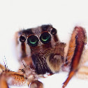 Male plexippus paykulli