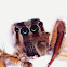 Male plexippus paykulli