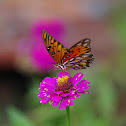 Gulf Fritillary