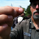Slaty Skimmer dragonfly (male)