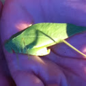 Katydid