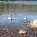 Canada Goose