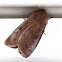 Speckled Green Fruitworm Moth