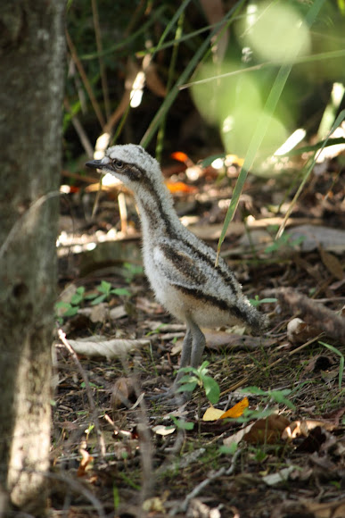 Spotting Image 1