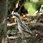 Bush stone curlew