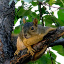 Fox squirrel
