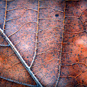Maple leaf