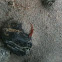 eastern newt