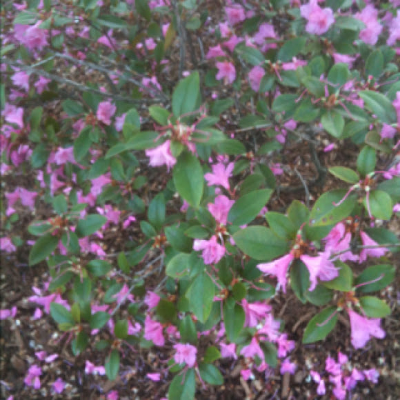 Spotting Image 1