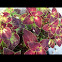 Coleus