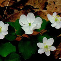 Rue Anemone (windflower)