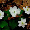 Rue Anemone (windflower)
