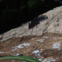 Trilobite Beetle