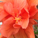 Hibiscus, Tropical Hibiscus Double Orange