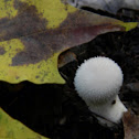Gem Studded Puffball