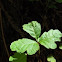 Poison Oak