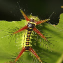 Caterpillar