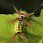 Caterpillar