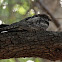 Grey Nightjar