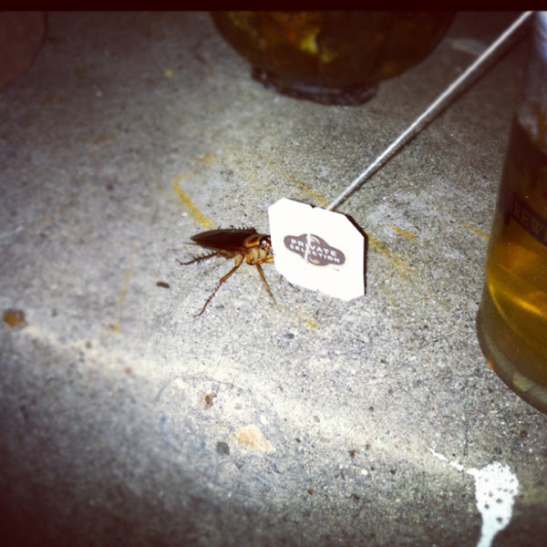 Tree Roach or Wood Roach Project Noah