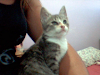 Doy En Adopcion Hermosa Y Chiquita Gatita