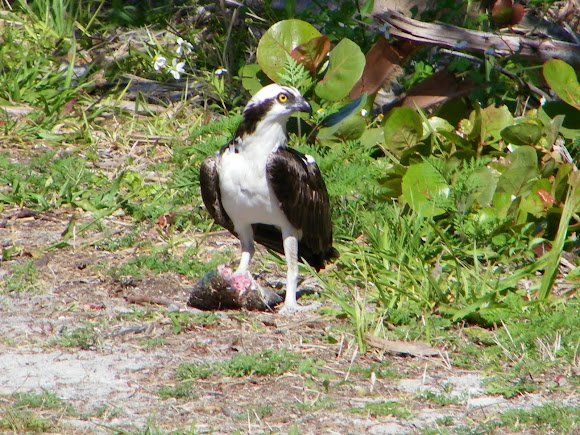 Spotting Image 1