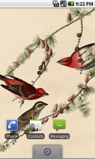 Audubon Birds Wallpapers