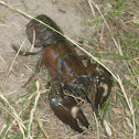 Cangrejo señal - Signal crayfish