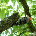 Red-Bellied Woodpecker