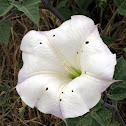 Jimson Weed