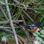 Spotted Towhee