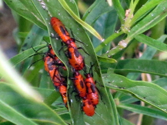 Spotting Image 1